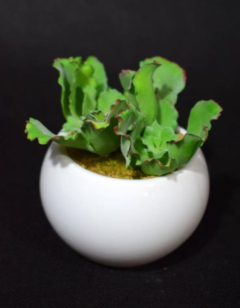 Sztuczny Sukulent w Białej Ceramicznej Doniczce, 11cm Wysokość, 10cm Szerokość