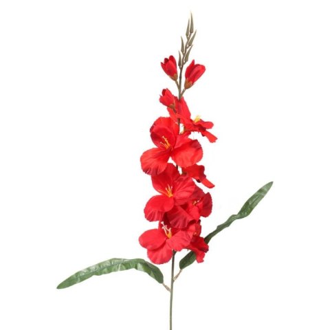 GLADIOLA CZERWONA