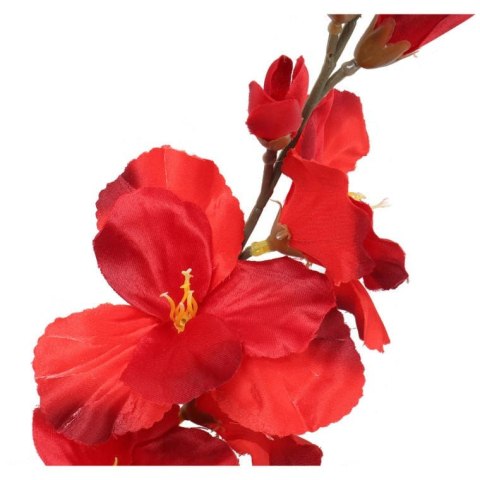 GLADIOLA CZERWONA