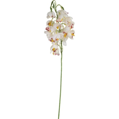 STORCZYK BIAŁY