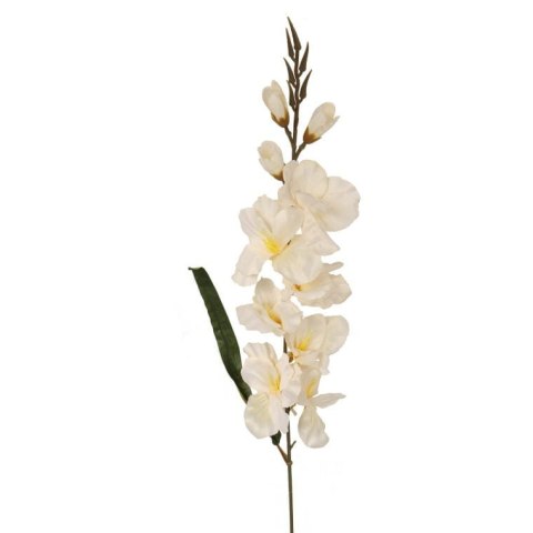 GLADIOLA BIAŁA