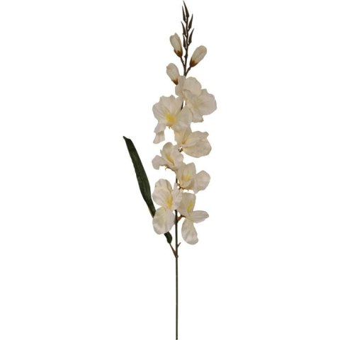 GLADIOLA BIAŁA