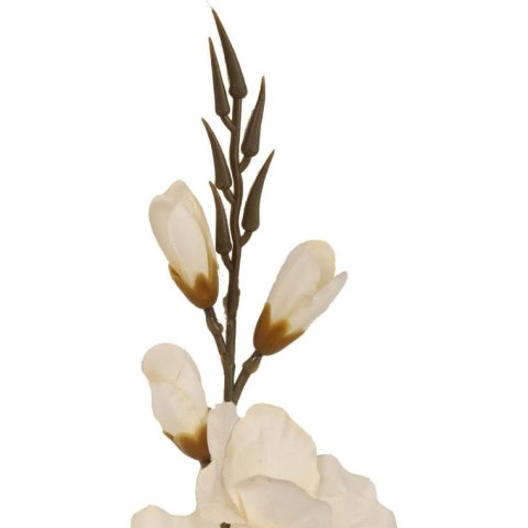 GLADIOLA BIAŁA