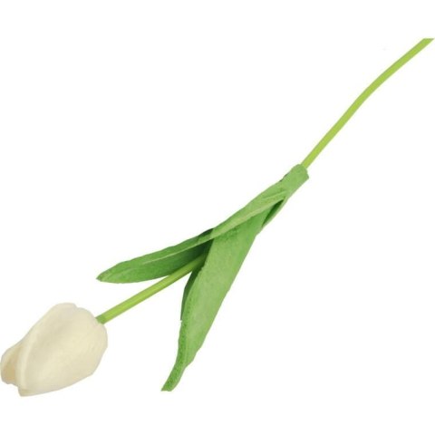 TULIPAN GUMOWANY POJEDYNKA KOLOR BIAŁY