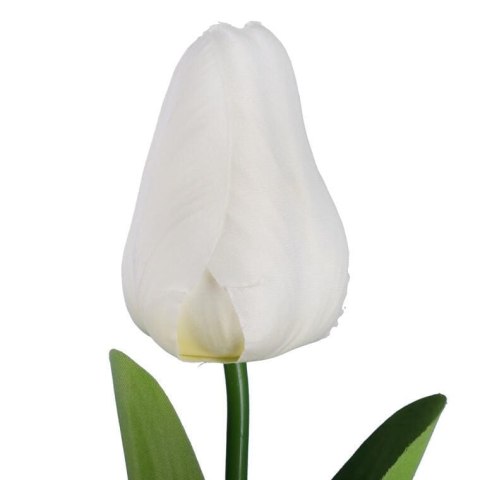 TULIPAN POJEDYNKA KOLOR BIAŁY