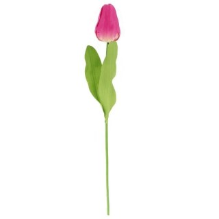 TULIPAN POJEDYNKA KOLOR CIEMNO RÓŻOWY