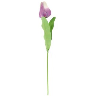 TULIPAN POJEDYNKA KOLOR FIOLETOWY
