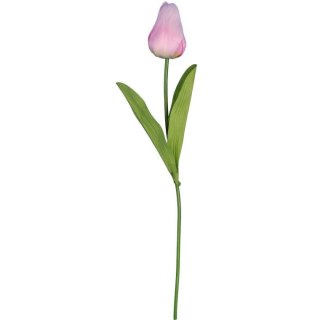 TULIPAN POJEDYNKA KOLOR JASNO RÓŻOWY