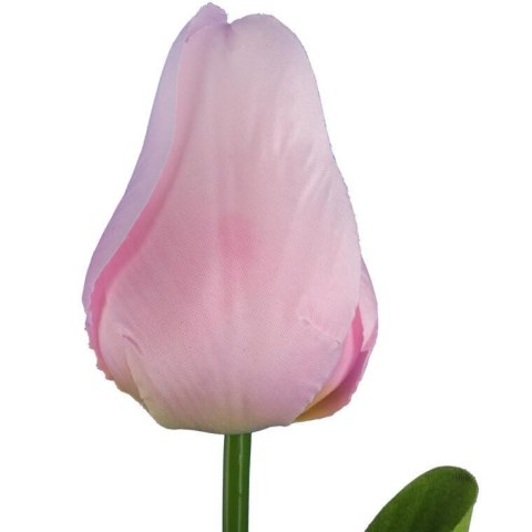 TULIPAN POJEDYNKA KOLOR JASNO RÓŻOWY