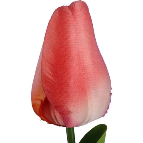 TULIPAN POJEDYNKA KOLOR ŁOSOSIOWY