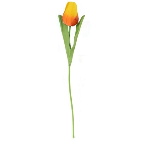 TULIPAN POJEDYNKA KOLOR POMARAŃCZOWY
