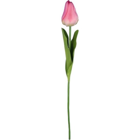 TULIPAN POJEDYNKA KOLOR RÓŻOWY