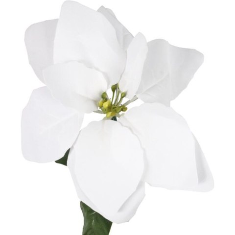 Kwiat pojedynczy Gwiazda Betlejemska Poinsecja 64 cm BIAŁA