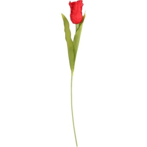 TULIPAN STRZĘPIASTY 54 CM CZERWONY