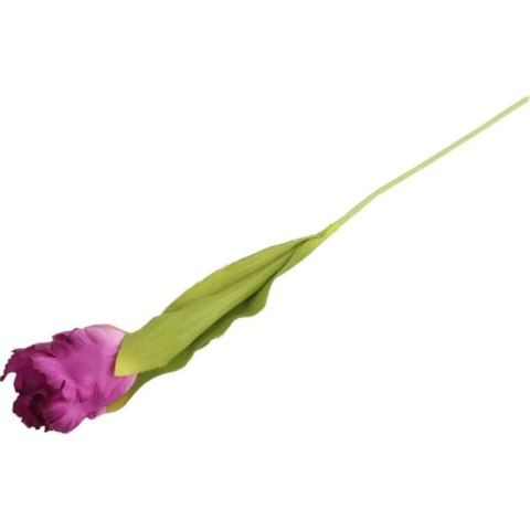 TULIPAN STRZĘPIASTY 54 CM FIOLETOWY