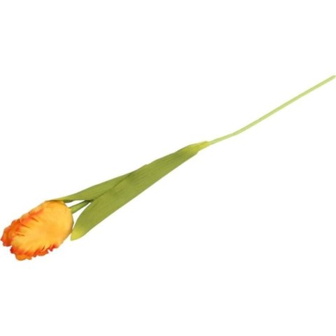 TULIPAN STRZĘPIASTY 54 CM POMARAŃCZOWY