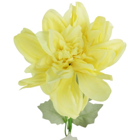 Dalia kwiat pojedynczy żółty 70 cm