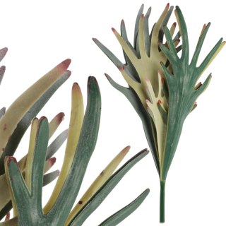 BUKIET PAPROCI ŁOSIE ROGI (STAGHORN FERN) 48 CM