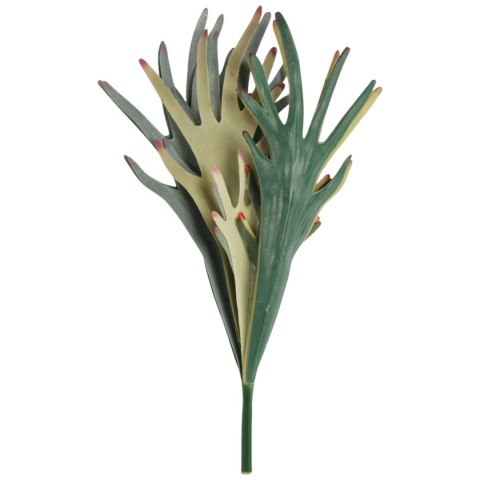 BUKIET PAPROCI ŁOSIE ROGI (STAGHORN FERN) 48 CM