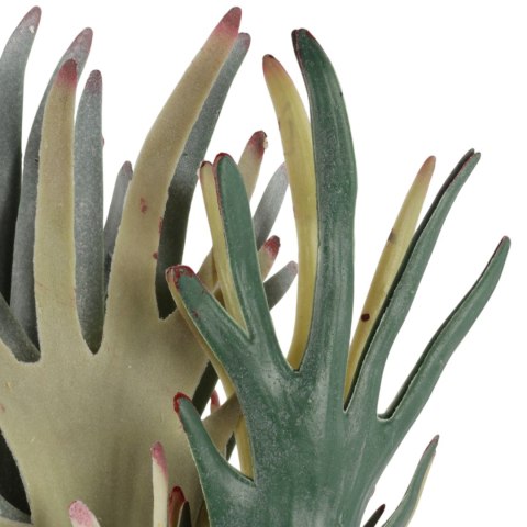 BUKIET PAPROCI ŁOSIE ROGI (STAGHORN FERN) 48 CM