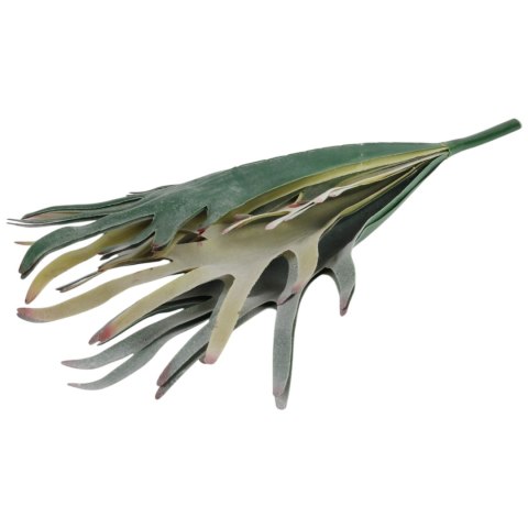 BUKIET PAPROCI ŁOSIE ROGI (STAGHORN FERN) 48 CM