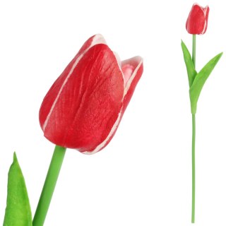 TULIPAN POJEDYNKA KOLOR CZERWONO-BIAŁY