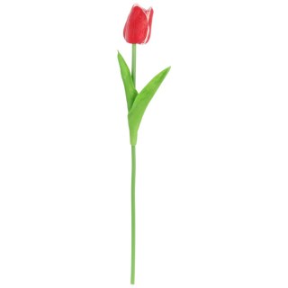 TULIPAN POJEDYNKA KOLOR CZERWONO-BIAŁY