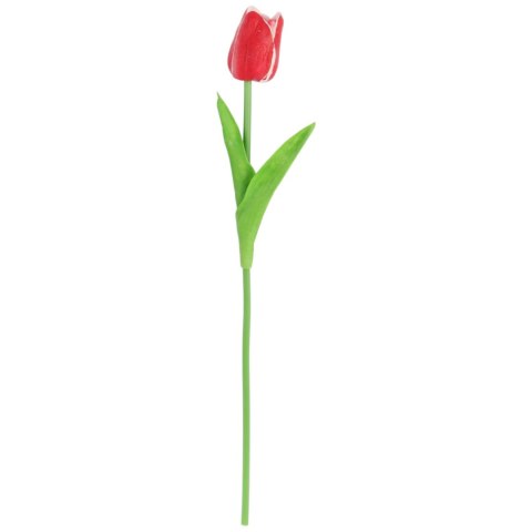 TULIPAN POJEDYNKA KOLOR CZERWONO-BIAŁY