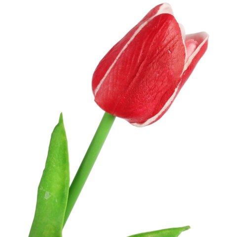 TULIPAN POJEDYNKA KOLOR CZERWONO-BIAŁY