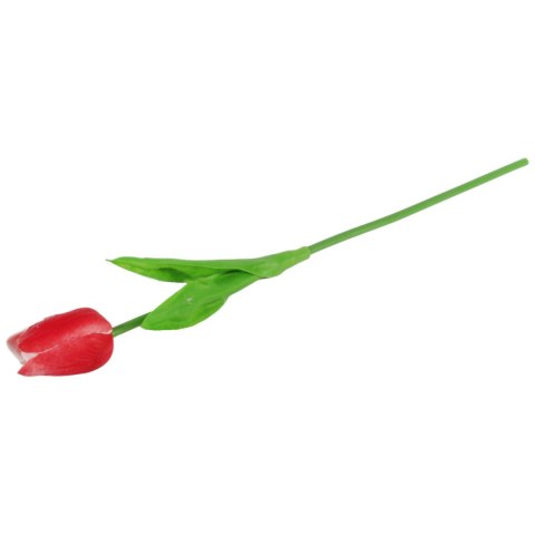 TULIPAN POJEDYNKA KOLOR CZERWONO-BIAŁY