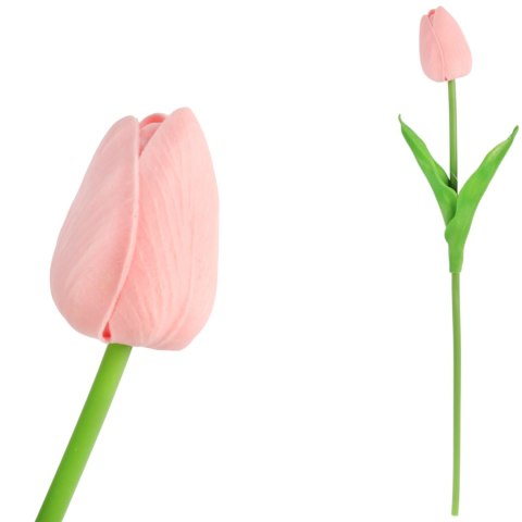 TULIPAN POJEDYNKA KOLOR CZERWONO-BIAŁY