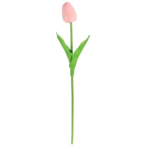 TULIPAN POJEDYNKA KOLOR CZERWONO-BIAŁY