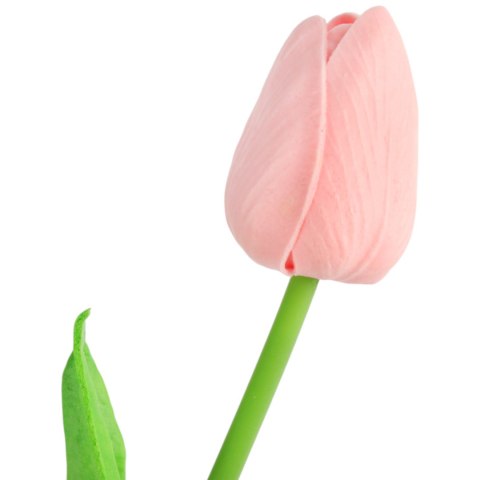 TULIPAN POJEDYNKA KOLOR CZERWONO-BIAŁY